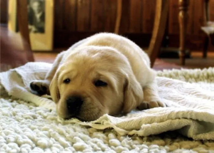 Des Princes, Centre 3* Chambéry